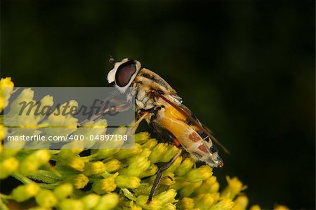 Marmalade hoverfly (Episyrphus balteatus) on a flower