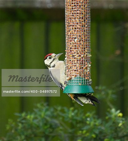 Juvenile Great Spotted Woodpecker on peanut feeder