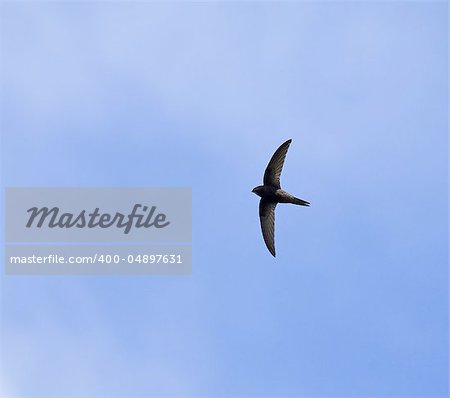 Summer migrant fast-flying Common Swift against sky. Swifts land only during the breeding season.