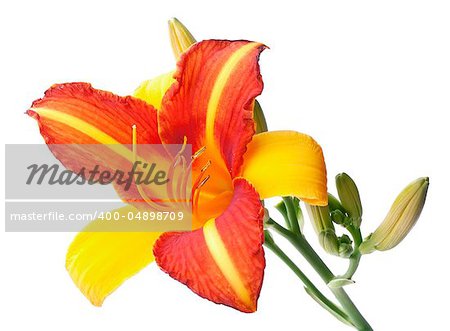 Red-yellow lily closeup isolated on white background