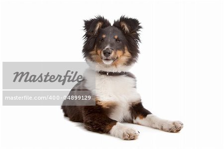 shetland sheepdog in front of a white background