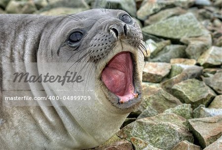 southern elephant seal shouts