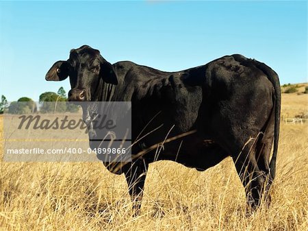old black cow in dry Australian winter pasture