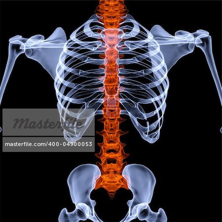 human skeleton under the X-rays. backbone is highlighted in red. isolated on black.