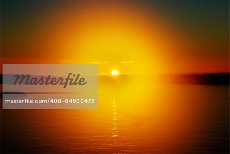 Bird fly in the background of a beautiful sunset. Antarctica