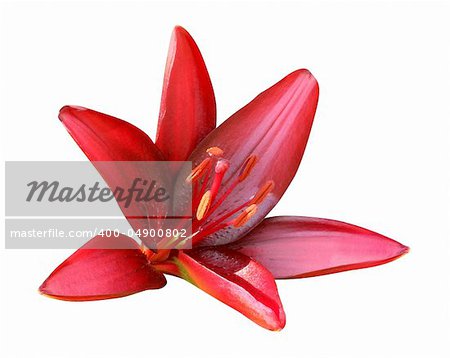 Red Lily, isolated on white background