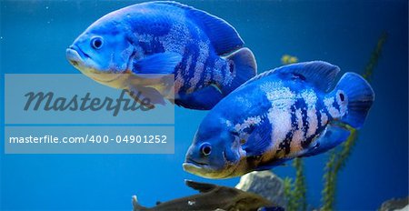 Couple of big blue fishes