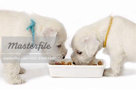 two white schnauzer puppies eating on a white background