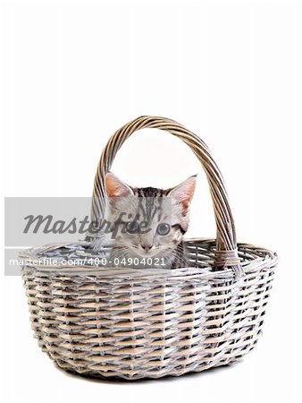 Adorable little kitten in basket on white background with space for text