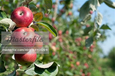 Apple tree with red apples. Blurred apples on background