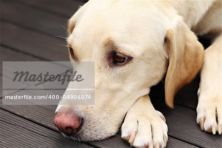 A tired labrador retriever lying on a wooden floor terrace