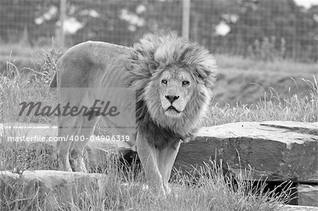 stunning lions on a summers day