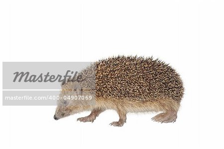 moving hedgehog on white background