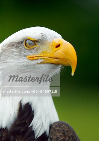 Portrait of a  Bald Eagle