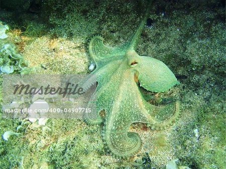 Underwatershot of a wild Octopus, taken in the Mediteranian sea in Greece