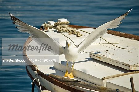 Croatian seagull flying away from old boat