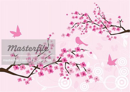 Vector illustration of a cherry branches in blossom with birds