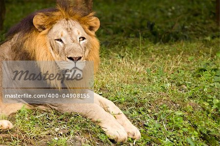 An asiatic lion sitting and looking around.