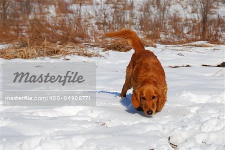 orange young golden retriever dog over rural snowy background