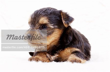 Puppy yorkshire terrier on the white background