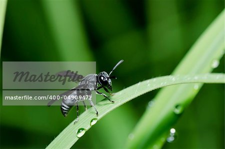 black wasp in green nature or in garden