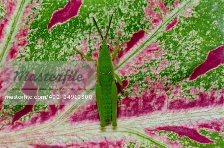 little grasshopperon colorful leaf in green nature or in garden