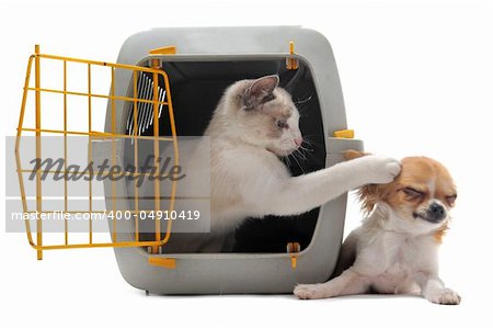 cat closed inside pet carrierplaying with a chihuahua isolated on white background