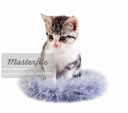 Adorable little kitten on white background with space for text