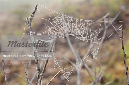 a picture of beautiful spider web in nature