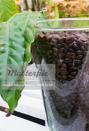 Glass jar with brown coffe beans and leaf