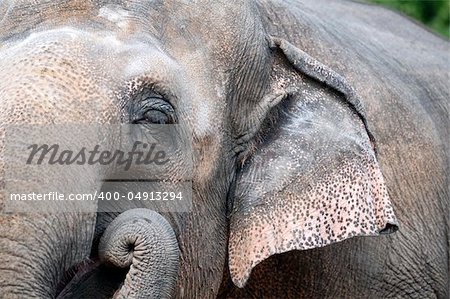 Closeup on the head and ear the Indian elephant