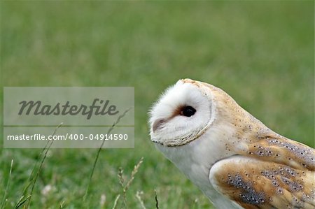 a stunning owl bird of prey