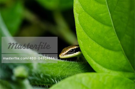 hide Skink in garden or in green nature