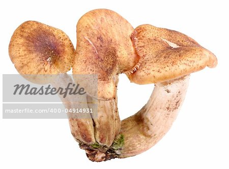 Group of three fresh mushroom. Closeup. Isolated on white background. Studio photography.