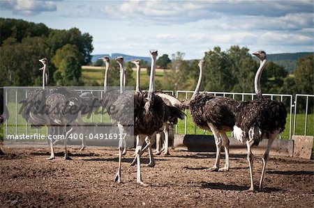 Some ostriches on a farm in Borlänge, Sweden