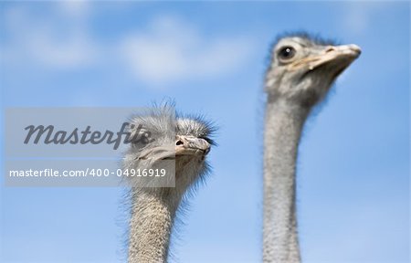 Two ostriches watching out