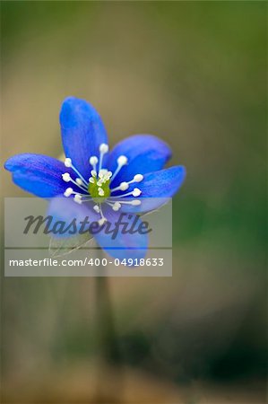 close up of wild anemone hepatica in spring