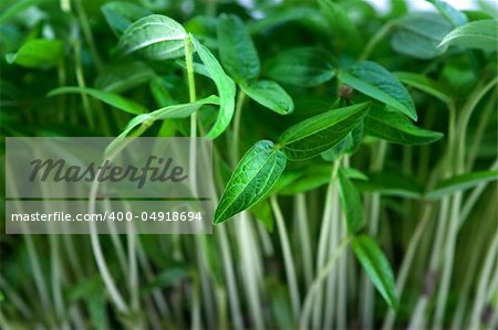 close up of crowded green young plants