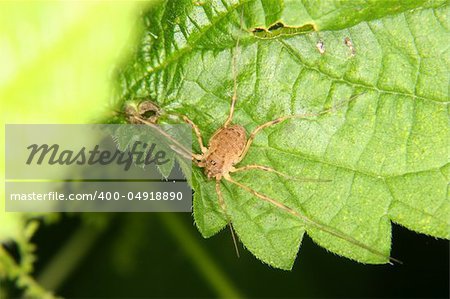 Daddy longleg (Opiliones) on a leaf