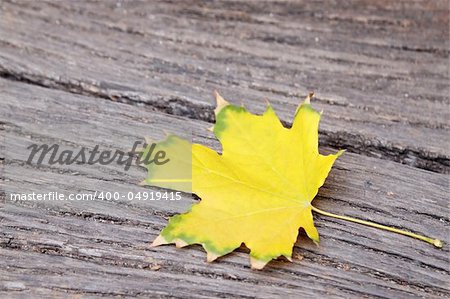 yellow maple leaf on the wooden board