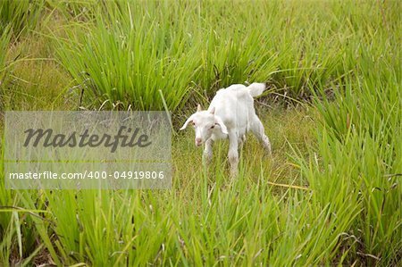 a picture of a cute baby goat in the grass field