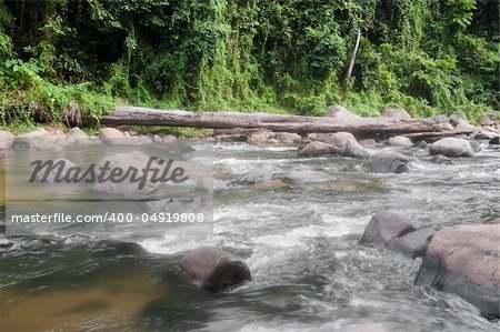 a picture of beautiful natural forest and river