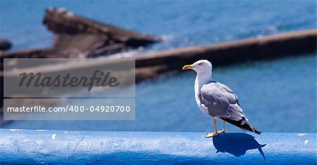 an  aquatic bird resting on a clean environment