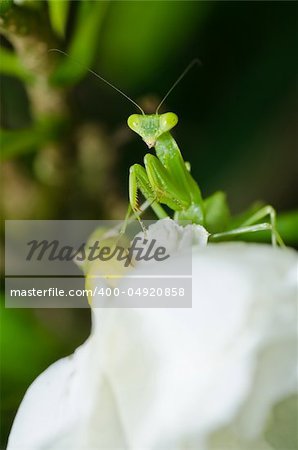mantis in green nature or in garden