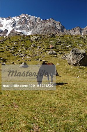 Grazing horse at mountain pasture, Monte Rosa in background