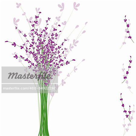 summertime purple Lavender flower on white background