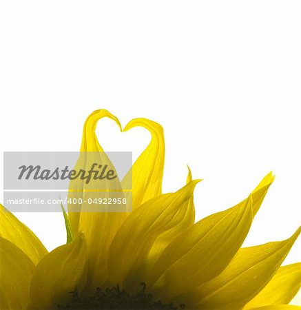 Backlit sunflower with petals curving to form heart shape