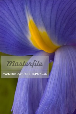 Extreme closeup macro shot of iris bloom