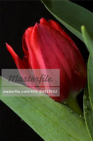 Deep red tulip on black background
