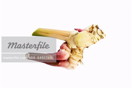 Galangal rhizome on a white background for cooking and medicine, etc.